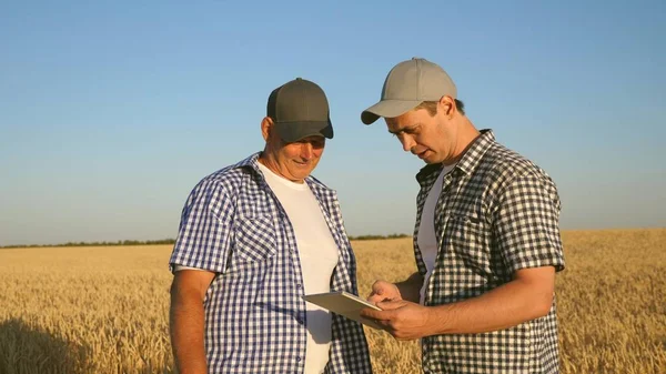 Zakenman controleert de kwaliteit van graan. boer en zakenman met tablet werken als een team in het veld. De landbouwer en de landbouwer houden een tarwekorrel in hun handen. zakenmensen schudden handen — Stockfoto