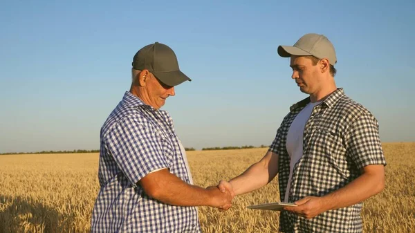 İşadamı tahıl kalitesini kontrol ediyor. Tabletle tarlada takım halinde çalışan çiftçi ve işadamı. Tarımcı ve çiftçi ellerinde bir buğday tanesi tutuyorlar. İş adamları el sıkışır. — Stok fotoğraf