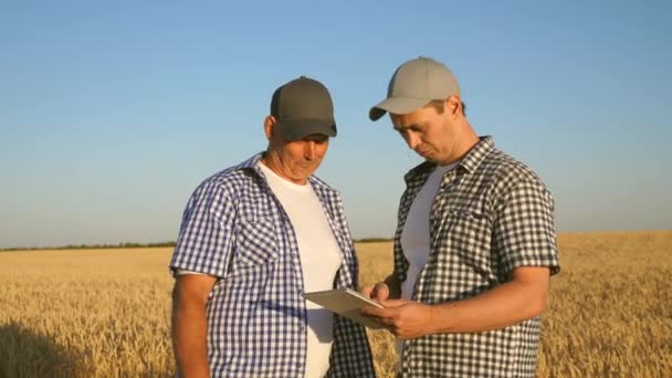 Geschäftsmann überprüft die Qualität des Getreides. Landwirt und Geschäftsmann mit Tablet im Team auf dem Feld. Agronom und Landwirt halten ein Weizenkorn in der Hand. Geschäftsleute schütteln Hände — Stockvideo