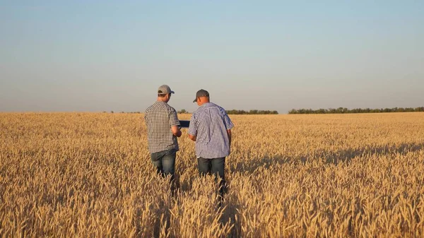 Farmer and businessman with tablet working as a team in field. agronomist and farmer are holding a grain of wheat in their hands. Harvesting cereals. A business man checks the quality of grain. — Stock Photo, Image