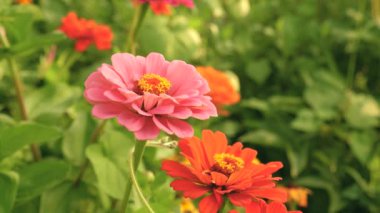 arı bahar, yaz aylarında bahçede bir çiçek nektar toplar. parkta çok renkli çiçekler. Bahçede güzel çiçekler Zinnia çiçek. çiçek iş. Bahçe güzel çiçekler sera