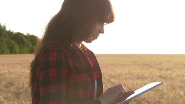 Vrouwen agronomist met een tablet bestudeert de tarweoogst in het veld. Zakenvrouw plant haar inkomen in een tarweveld. Boerenmeisje werkt met een tablet in een tarweveld, plant een graangewas. — Stockvideo