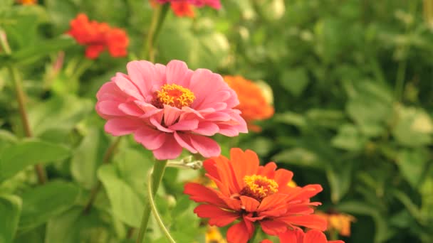 Bee samlar nektar från en blomma i trädgården under våren, sommaren. mångfärgade blommor i parken. Vackra blommor zinnia blommar i trädgården. blomster affärer. vackra blommor trädgård blommar växthus — Stockvideo