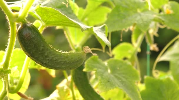 Fresh cucumbers grown in open field. plantation of cucumbers. cucumber grows on flowering bush. Growing cucumbers in greenhouses. garden business. blooming cucumber. ecologically clean. — Stock Video