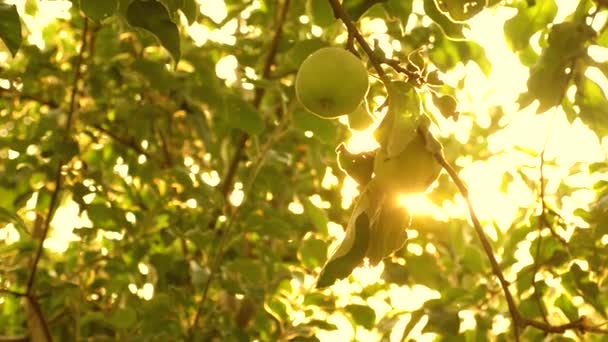 Manzanas verdes en el árbol. fruta orgánica. hermosas manzanas maduran en una rama en los rayos del sol. negocio agrícola. Manzanas en el árbol . — Vídeos de Stock