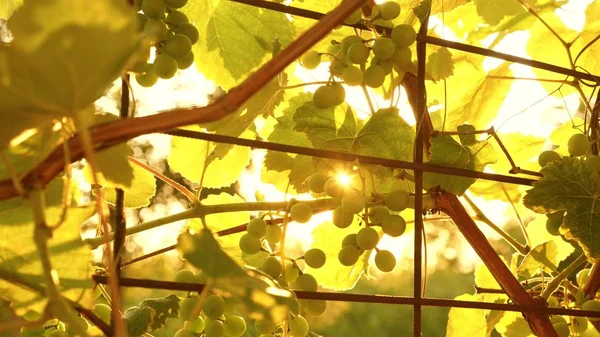 Beautiful clusters of ripening grapes in the sun. grape plantation in the sunset light. beautiful vine with grapes. winemaking concept. grape business. — Stock Photo, Image