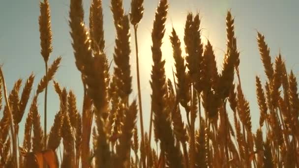 Trigo amigo do ambiente. conceito de negócio agrícola. campo de trigo amadurecendo contra o céu azul. Espiguetas de trigo com grão agita o vento. colheita de grãos amadurece no verão . — Vídeo de Stock