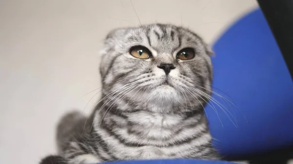 british scottish fold cat. cat is lying. pet rests in the room. beautiful tabby cat.