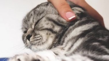 Mutlu kedi, sahibi evcil hayvanı okşar. Güzel tekir kedi. Sahibi kedileri geri okşar. Mutlu kedi yalan söyler ve kameranın lensine bakar. Yakın plan. Güzel İngiliz İskoç kedisi. Evcil hayvan dinleniyor