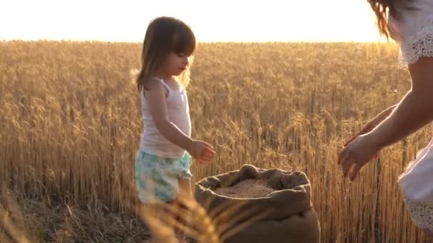 Ευτυχισμένη μητέρα αγρότης παίζει με το μικρό γιο, κόρη στο πεδίο. μητέρα και μικρό παιδί παίζουν με σιτηρά σε μια σακούλα σε ένα χωράφι σιταριού. Έννοια της γεωργίας. — Αρχείο Βίντεο