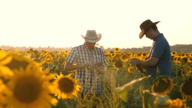 Tabletli işadamları tarlalarını mısırla inceliyor. Tarım sektörü kavramı. Takım çalışması ve zafer. Tarım uzmanları ozamatrivayut çiçekleri ve mısır koçanları..