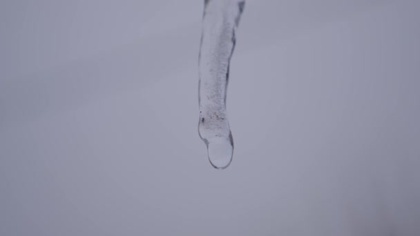 Eiszapfen schmelzen, gegen den blauen Himmel. Tropfende Eiszapfen. Zeitlupe. Nahaufnahme Frühlingseinbrüche. — Stockvideo