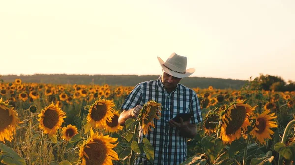 Businessman with tablet examines his field with sunflowers. agricultural business concept. farmer walks in a flowering field. agronomist man osamatrivaet flowers and sunflower seeds.