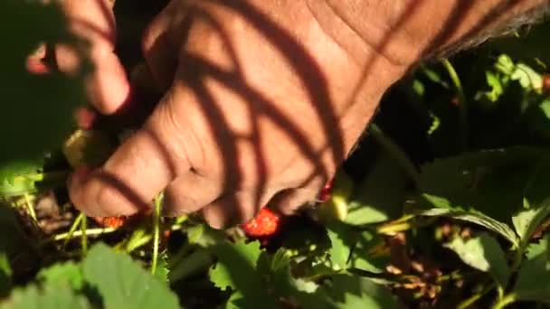 庭師はイチゴの作物を見ています。接近中だ農家は熟した果実を選ぶ。庭師の手は庭の夏にイチゴを示しています. — ストック動画