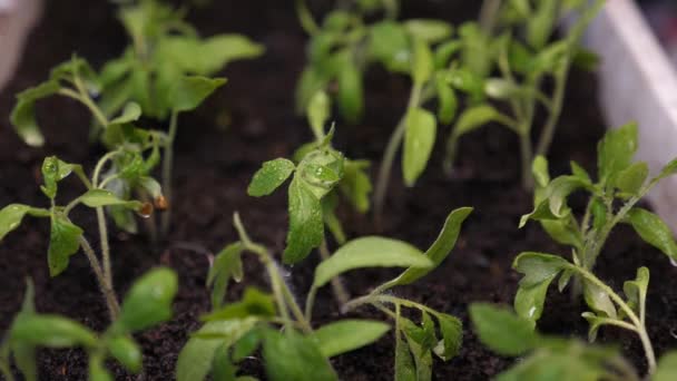Growing seedlings in the greenhouse. close-up. splashes of water fly to the green shoots. Slow motion. seedlings in the greenhouse watering the gardener. farming concept. — 비디오