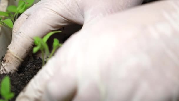 Boeren handen in handschoenen planten groene zaailingen in de kas. close-up. Zaailingen van tomaten in de palmen van de tuinman. landbouwconcept. tuinbedrijf — Stockvideo