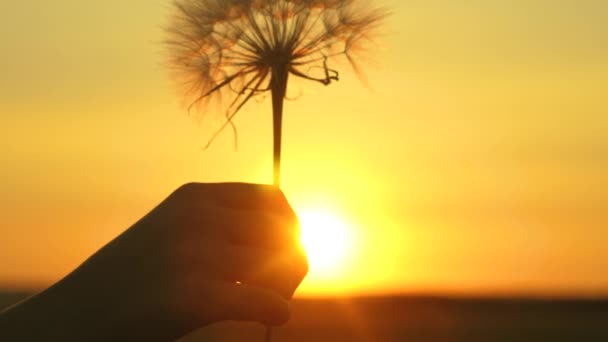 Flor de diente de león floreciente en la mano del hombre al amanecer. Primer plano. Diente de león en el campo en el fondo de una hermosa puesta de sol. Diente de león esponjoso en el sol . — Vídeos de Stock