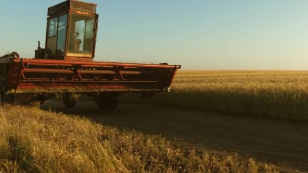 Combiner moissonneuse-batteuse va sur le chemin de la récolte de blé. vieux tractus. Champ de blé. un fermier monte une vieille moissonneuse-batteuse. concept d'agriculture. entreprise agricole . — Video