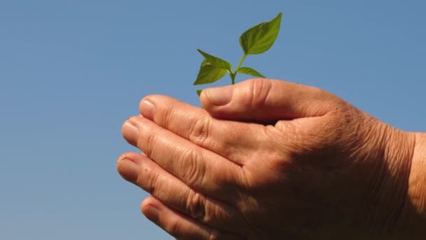 Jardiniers mains tiennent un semis vert dans leurs paumes contre le ciel. Gros plan. jeunes pousses dans les mains du fermier. germe respectueux de l'environnement. arbuste de poivron. planète écologiquement propre . — Video
