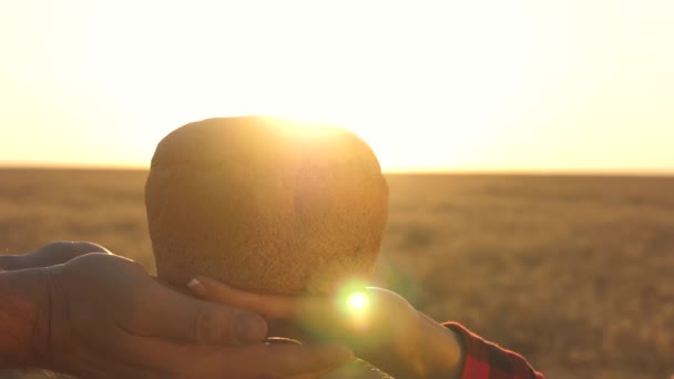 Hands of farmer and a baker hold fresh bread over a field of wheat in the sunset light. tasty loaf of bread on palms. fresh rye bread over Mature ears with grain. agriculture concept. bakery products — Stock Video
