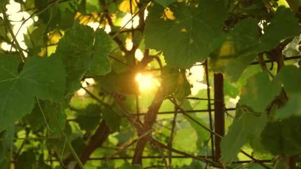 Druvplantering i solnedgången ljus. vacker vinranka med druvor. Vinframställningskoncept. druvaffärer. vackra kluster av mognande druvor i solen. — Stockvideo