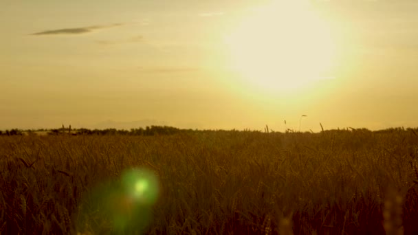 Abend Feld reifenden Weizens gegen den blauen Himmel. Stacheln aus Weizen in der Morgendämmerung mit Getreidepumpen Wind. Im Sommer reift die Getreideernte. landwirtschaftliches Geschäftskonzept. umweltfreundlicher Weizen — Stockvideo