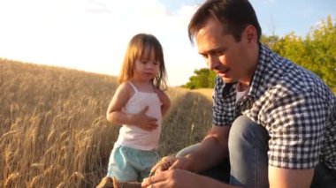 father farmer plays with little son, daughter in field. grain of wheat in hands of a child. Agriculture concept. Dad is an agronomist and small child is playing with grain in a bag on wheat field.