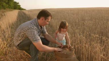 grain of wheat in hands of a child. father farmer plays with little son, daughter in field. Agriculture concept. Dad is an agronomist and small child is playing with grain in a bag on wheat field.