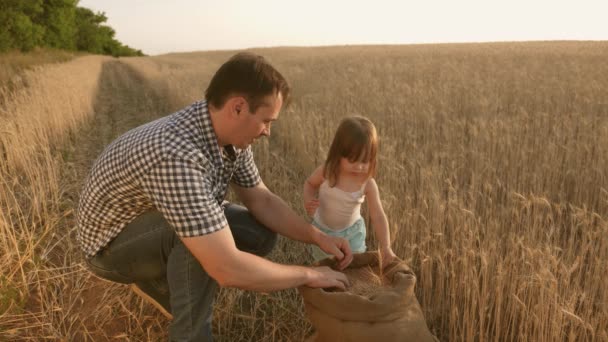 Grain of wheat in hands of a child. father farmer plays with little son, daughter in field. Agriculture concept. Dad is an agronomist and small child is playing with grain in a bag on wheat field. — Stok video