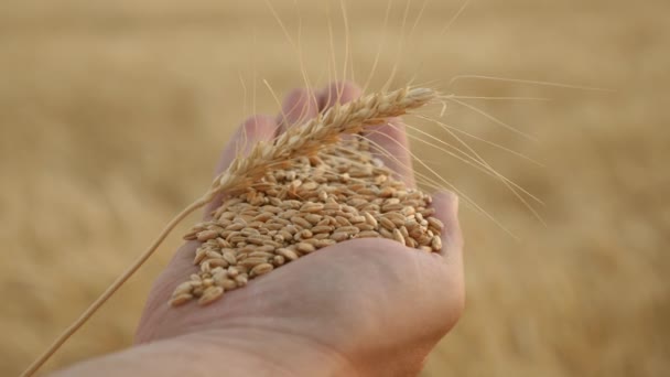 Ähren mit Getreide und Weizen auf der Handfläche des Bauern aus nächster Nähe. Agrarwissenschaftler hält reifes Weizenkorn in der Hand. Landwirtschaftskonzept. Landwirtschaftsbetrieb. Getreideernte. — Stockvideo