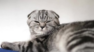 happy cat is resting. The striped gray cat lies resting. Happy pet. Pets. Beautiful cat. Close-up