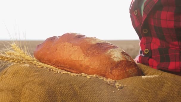 Panadero sostiene el pan en sus palmas. hogaza de pan de trigo en manos de mujeres, sobre un campo de trigo. sabroso pedazo de pan en las palmas del panadero. Pan de centeno fresco se lleva a cabo en manos de un agricultor . — Vídeo de stock