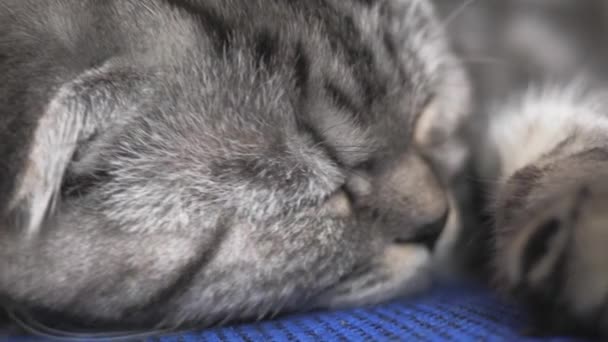 Brit skót összecsukható macska alszik egy karosszéken. A boldog macska hazudik, az pihen. Gyönyörű cicamica. A háziállat a szobában pihen. — Stock videók