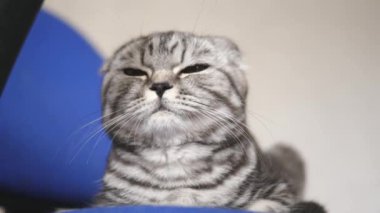 happy cat is resting. british scottish fold cat. cat is lying. pet rests in the room. beautiful tabby cat.