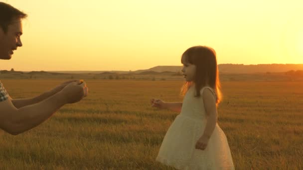 Enfant cueille des fleurs dans une prairie avec son père. La petite fille marche avec papa dans la prairie en se tenant la main. enfant tient la main du père. promenades en famille en soirée hors de la ville. Papa et bébé dans le parc . — Video