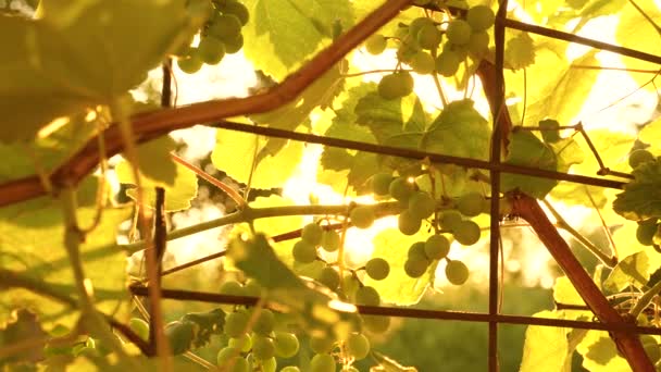 Conceito de vinificação. O negócio das uvas. belos cachos de uvas maduras ao sol. plantação de uva à luz do pôr do sol. bela videira com uvas . — Vídeo de Stock
