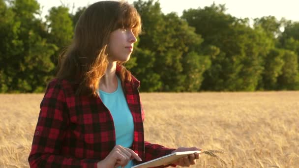 Women agronomist with a tablet studies the wheat crop in field. business woman plans her income in a wheat field. Farmer girl works with a tablet in a wheat field, plans a grain crop. — 비디오