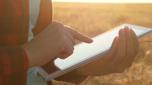 Agronomin mit Tablette untersucht die Weizenernte auf dem Feld. Nahaufnahme. Geschäftsfrau plant ihr Einkommen in einem Weizenfeld. Bäuerin arbeitet mit Tablette auf Weizenfeld, plant Getreideernte. — Stockvideo