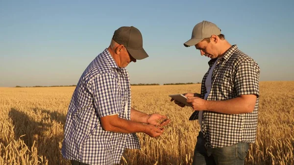 Hombre de negocios y agricultor con tableta trabajando en equipo en el campo. agrónomo y agricultor están sosteniendo un grano de trigo en sus manos. Cosechando cereales. Un hombre de negocios comprueba la calidad del grano . — Foto de Stock