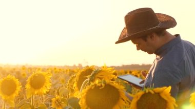 farmer man osamatrivaet flowers and sunflower seeds. agronomist walks in a flowering field. concept of agricultural business. Businessman with tablet examines his field with sunflowers.