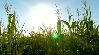 Spikelets of corn with grain shakes wind in sun. green field of ripening corn against a blue sky. Harvest grain ripens in summer. business concept. organic corn. Corn Maize Agriculture Nature Field