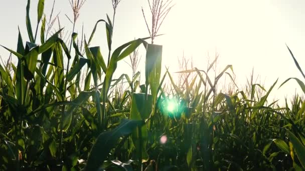 Зеленое поле спелых кукуруз против голубого неба. Колючки кукурузы с зерном трясут ветер на солнце. Сбор зерна созревает летом. бизнес концепция. органическая кукуруза Кукурузная кукуруза — стоковое видео