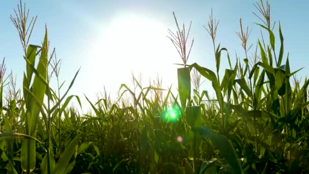 Колючки кукурузы с зерном трясут ветер на солнце. Зеленое поле спелых кукуруз против голубого неба. Сбор зерна созревает летом. бизнес концепция. органическая кукуруза Кукурузная кукуруза — стоковое видео