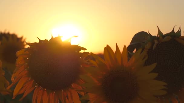 Жовте поле дозрівання соняшнику на фоні заходу сонця. стебла соняшнику з насінням перекачуються вітром на сонці. Зерно влітку дозріває. Концепція аграрного бізнесу. органічна кукурудза — стокове відео