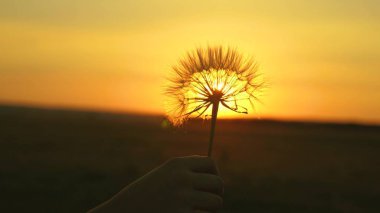 Fluffy dandelion in the sun. Blooming dandelion flower in man hand at sunrise. Close-up. Dandelion in the field on the background of beautiful sunset.