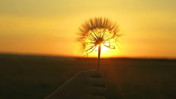 Morbido dente di leone al sole. Fioritura fiore di dente di leone in mano uomo all'alba. Primo piano. Dente di leone nel campo sullo sfondo di un bellissimo tramonto . — Foto Stock