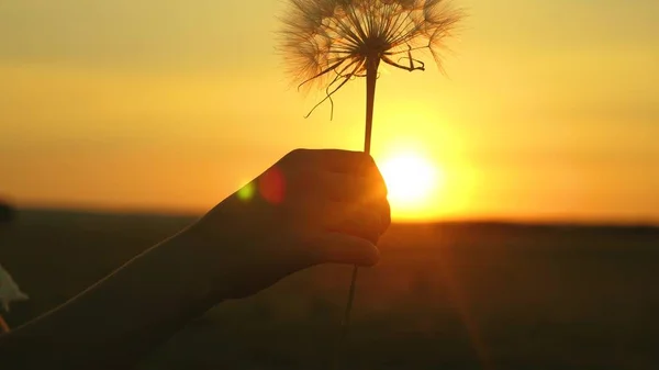 Diente de león esponjoso al sol. Flor de diente de león floreciente en la mano del hombre al amanecer. Primer plano. Diente de león en el campo en el fondo de la hermosa puesta de sol . —  Fotos de Stock