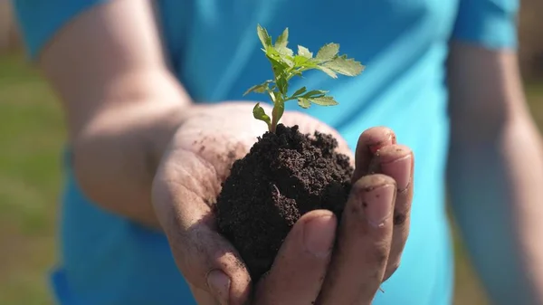 Rolnik trzyma w ręku małą kiełw do sadzenia w ziemi. sadzenia w ręce closup. przyjaznej dla środowiska planety. ogrodnicy ręce trzymać zielone sadzenia w dłoniach — Zdjęcie stockowe