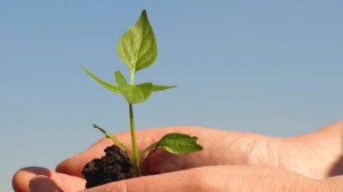 sweet pepper sapling. ecologically clean planet. gardeners hands hold a green seedling in their palms against the sky. close-up. young sprout in hands of the farmer. environmentally friendly sprout.