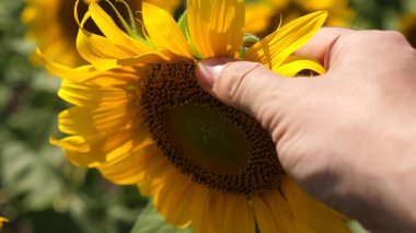 agronomist works in a yellow sunflower field. Farmers hand inspects a blooming sunflower flower. A sunflower sways in the wind. businessman conducts crop analysis. agriculture concept.